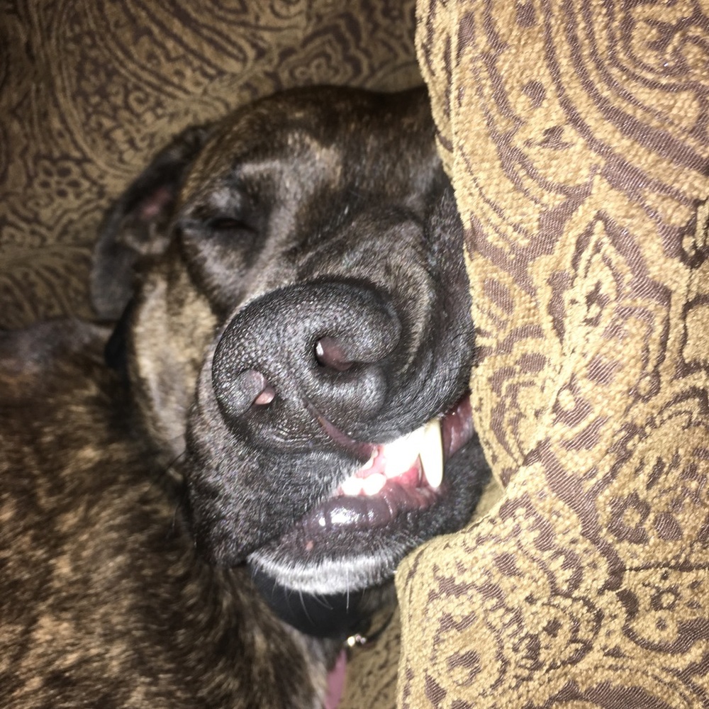 Meet your Posher, Barnaby